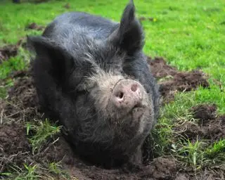 Agricultura de traspatio: una guía de agricultura para principiantes