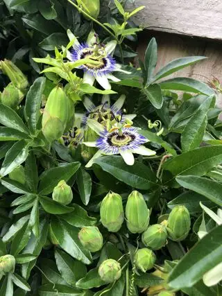 Najlepšia popínavá rastlina - passiflora
