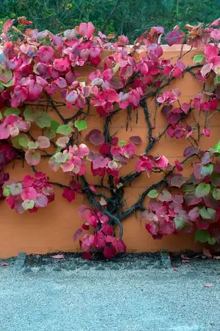 Najlepšia popínavá rastlina: Vitis coignetiae