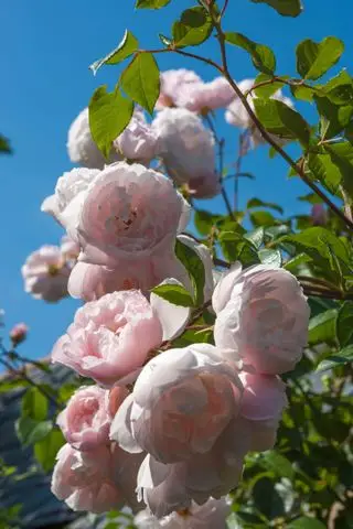 Najlepšia popínavá rastlina: Rose The Generous Gardener