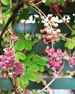Najlepšia popínavá rastlina - Akebia quinata