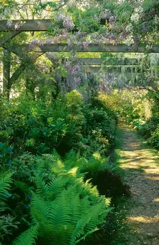 Wisteria - najlepšie popínavé rastliny