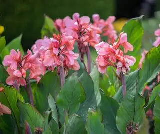 flores de lírio canna rosa