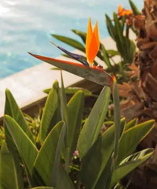 planta ave do paraíso perto da piscina