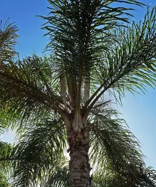 palmeira rainha