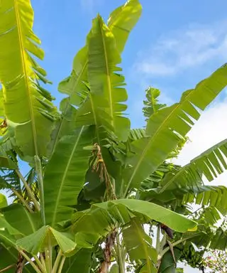 folhas de bananeira
