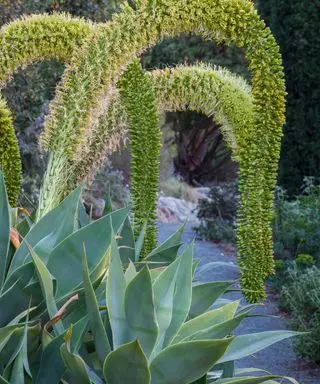 agave de cauda de raposa