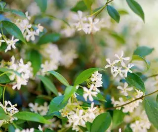 flores de jasmim estrela