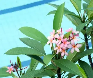 flores de frangipani