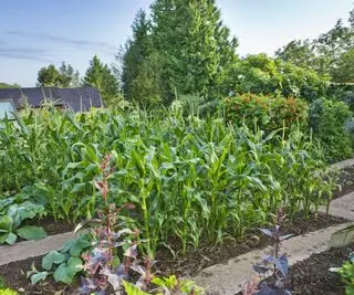 Maïs doux dans un potager