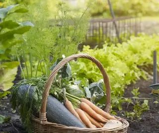 Potager de jardin avec cultures vertes