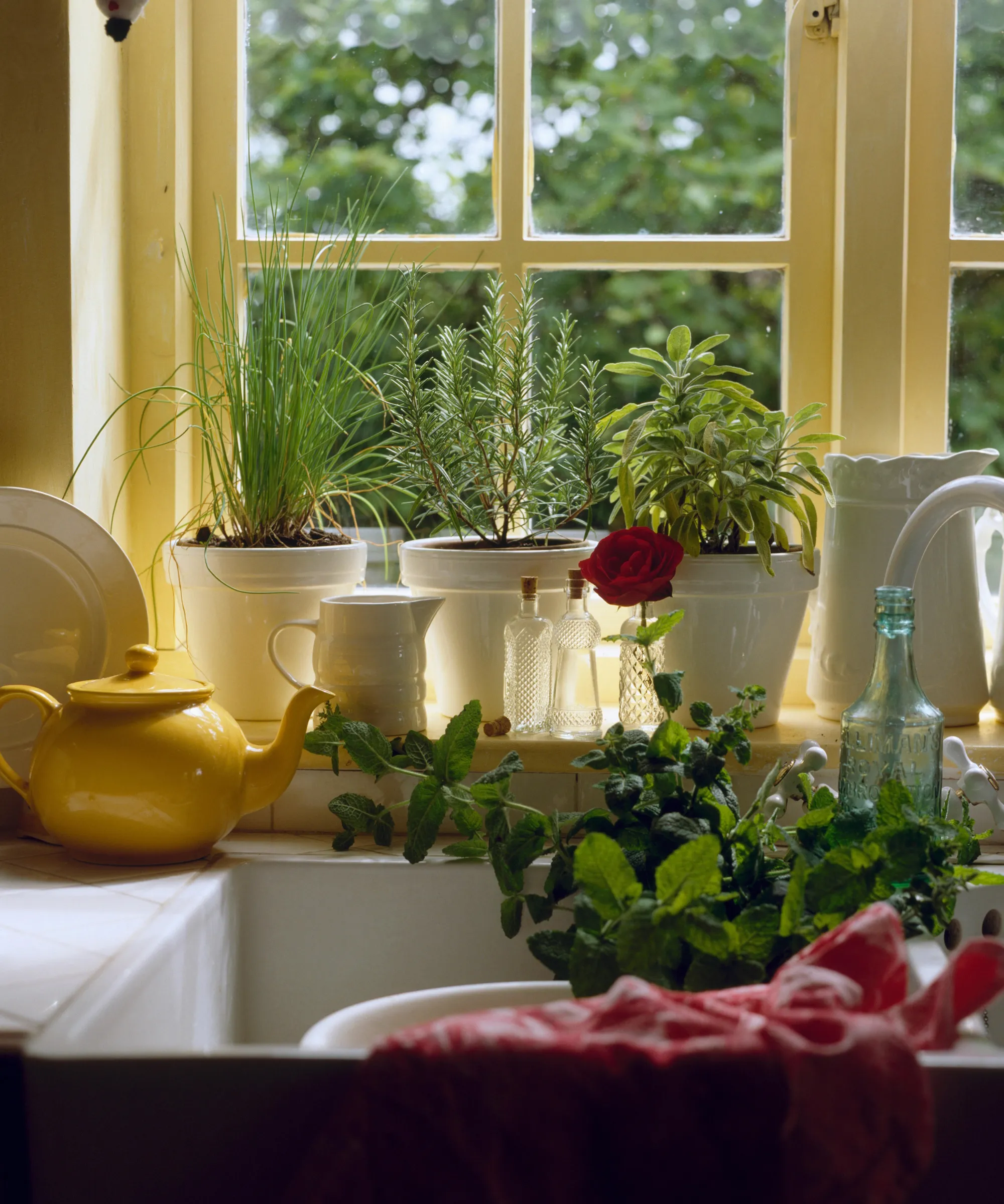 Giardino delle erbe aromatiche al coperto' loading='lazy' title=