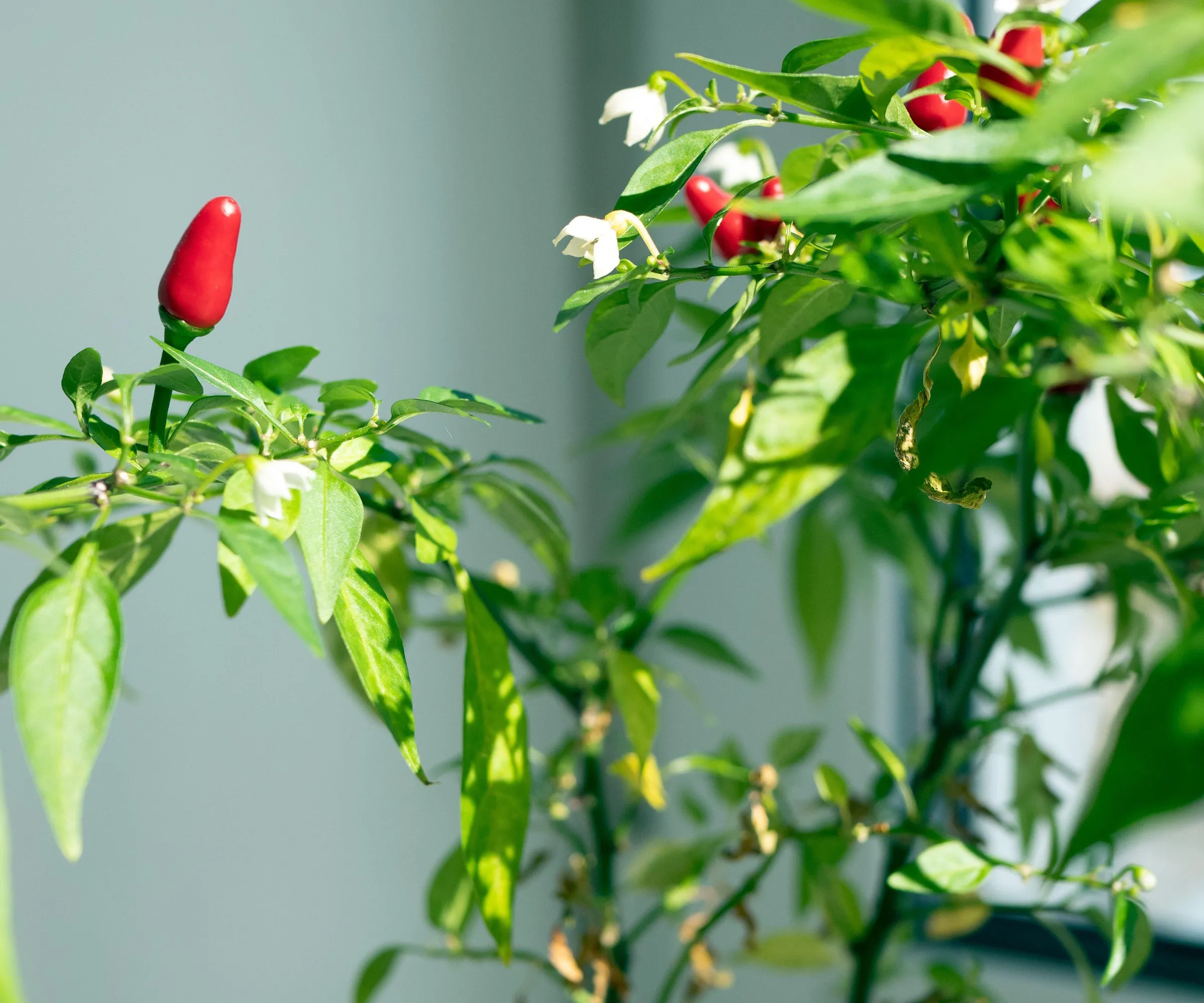 Pianta di peperoncino da interno' loading='lazy' title=