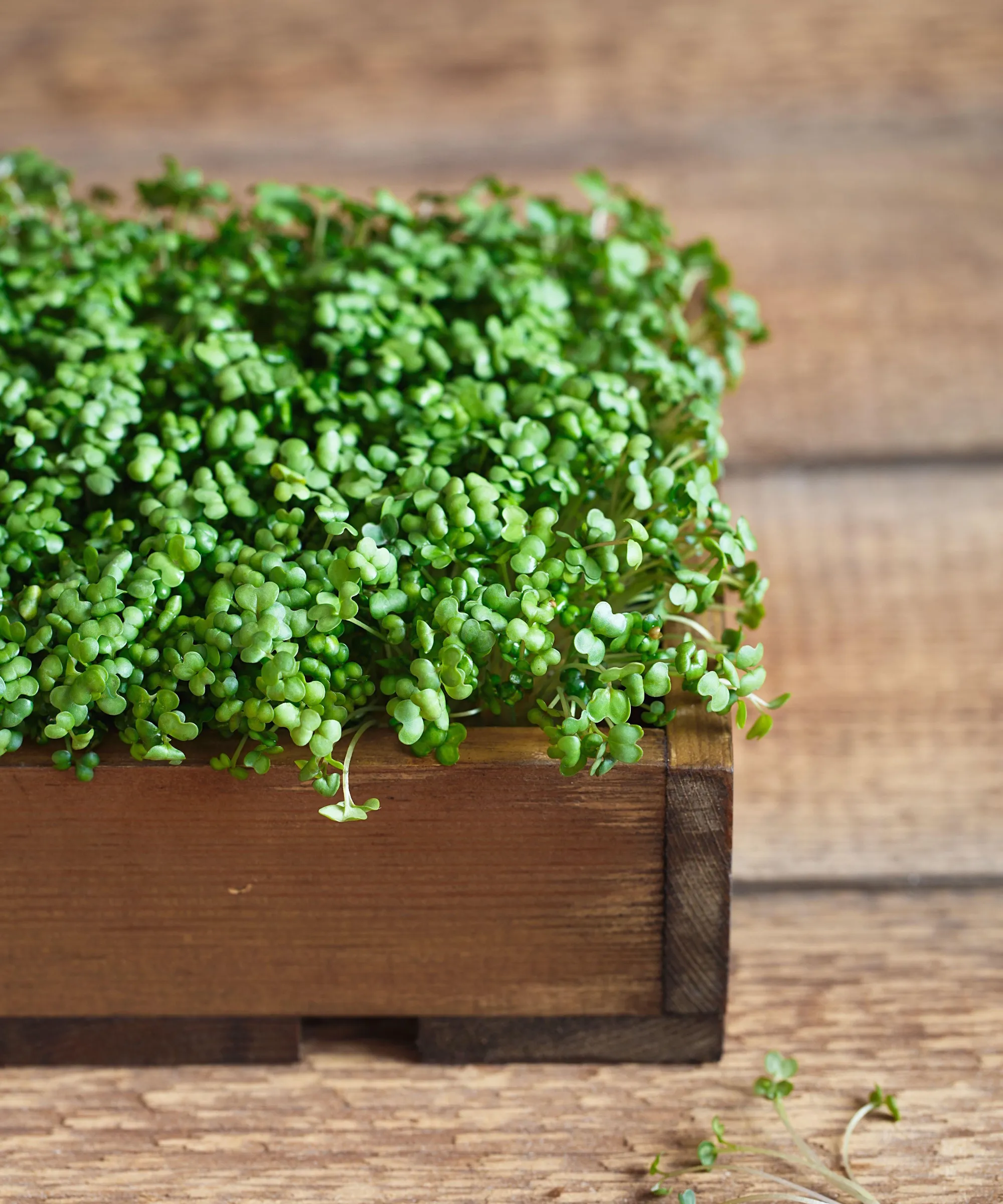 Microgreens di senape' loading='lazy' title=