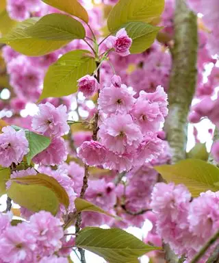 Omsorgs- og dyrkingsguide for blomstrende kirsebærtre – eksperttips for disse vårblomstfavorittene