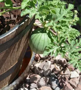 liten vannmelonplante som vokser i en beholder