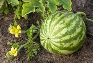 vannmelonplante som vokser i en kant