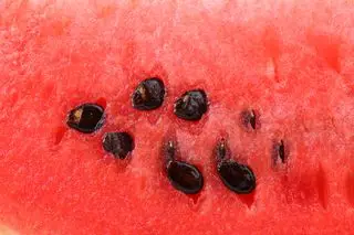 vannmelon