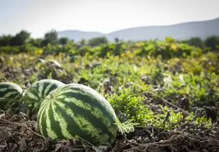 vannmelonplanter som vokser i et felt