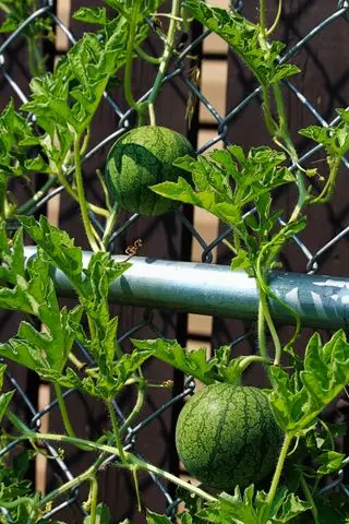 vannmelon plante vokser opp et espalier