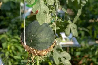 vannmelonplante vokser opp et espalier med frukt støttet av en kurv