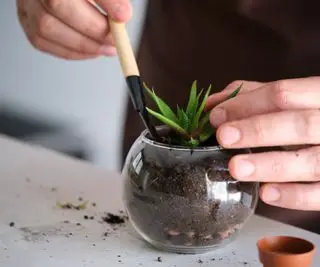 Un homme remplissant un vase de terre et une plante d'intérieur