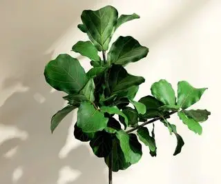 planta de higuera de hoja de violín