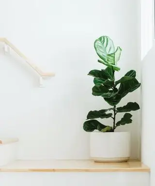 planta de higuera de hoja de violín