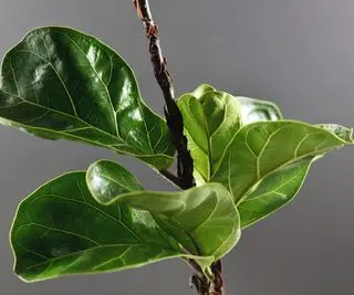 tallo de higo hoja de violín