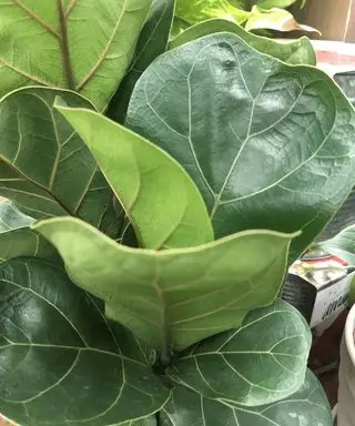 hoja de violín higuera planta hojas