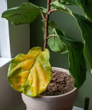 higo de hoja de violín con hoja amarilla