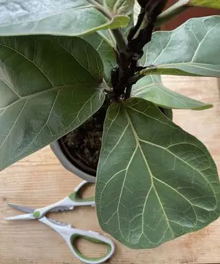Higuera de hoja de violín con tijeras de podar