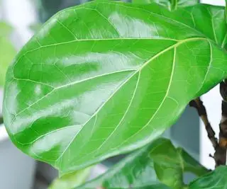 Poda de higos de hoja de violín: consejos de expertos para una planta más grande y frondosa