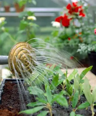 Zbliżenie na ogrodnika podlewającego sadzonki w szklarni w Westbury Court Garden Gloucestershire