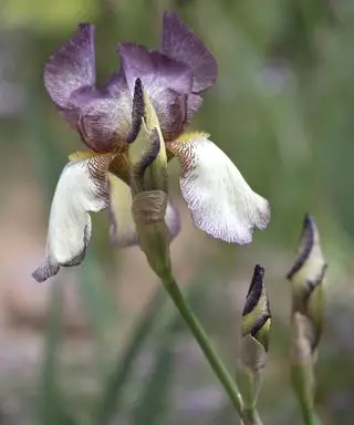 Irisblomst på nært hold