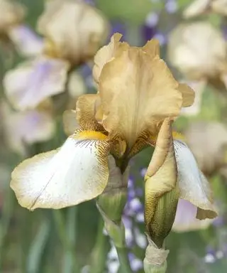Bør du deadhead iris? Eksperter diskuterer fordelene med å fjerne gamle blomster