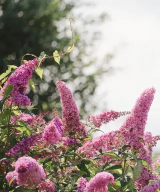 Sommerfuglebusk i en have