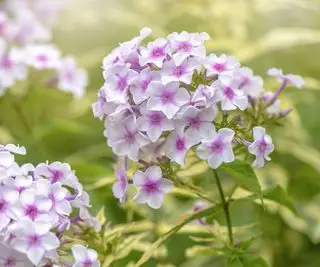 Lyserøde og hvide floksblomster