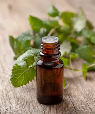 Utiliser de l’huile de menthe poivrée pour se débarrasser des souris – la méthode biologique pour éloigner les rongeurs