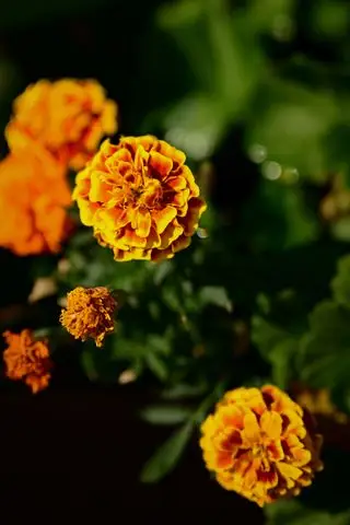 Malmequeres crescendo em um jardim