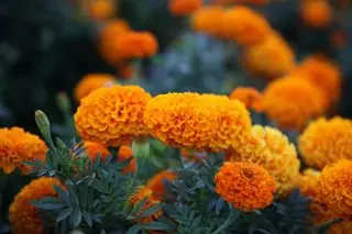 malmequeres crescendo em um jardim