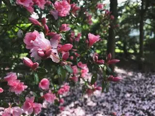L'azalea rosa fiorisce in una zona ombreggiata di un giardino