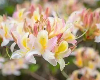 fiori di azalea bicolore