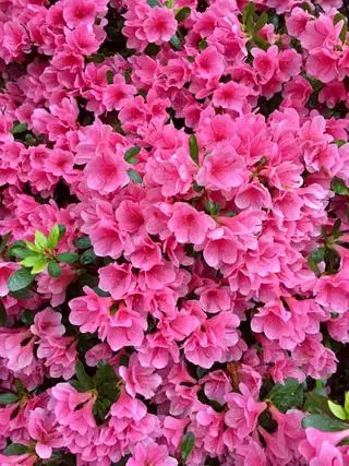 l'azalea rosa fiorisce su un grande arbusto