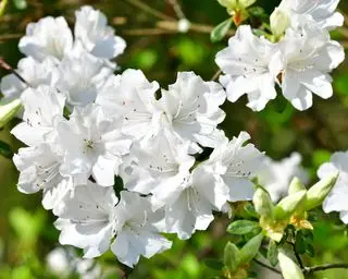 fiori di azalea bianchi su un arbusto