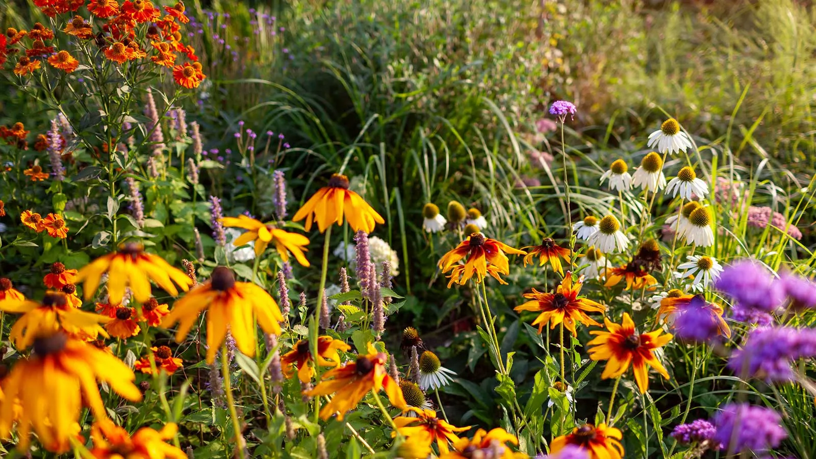 bunte Herbstblumen' loading='lazy' title=