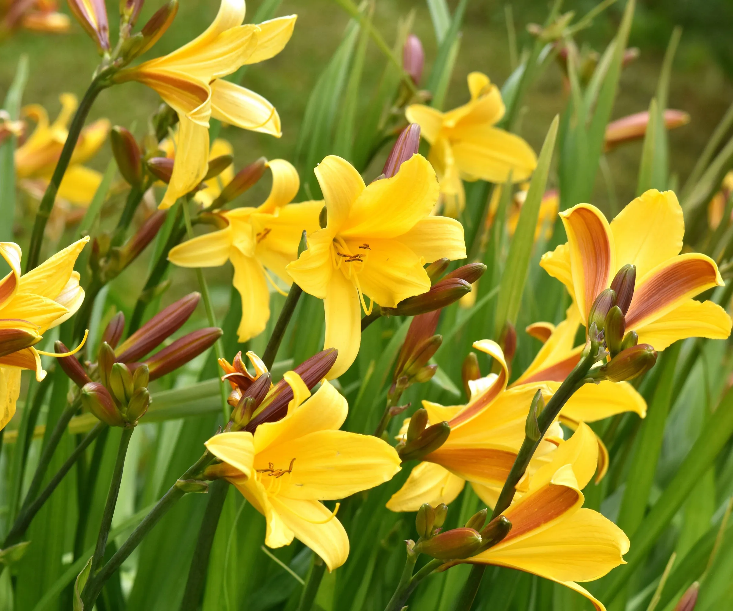 Hemerocallis' loading='lazy' title=