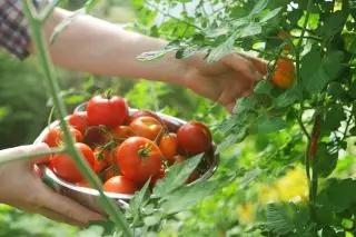 Persona recogiendo tomates maduros