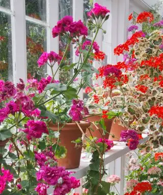 pélargoniums rose foncé et rouges
