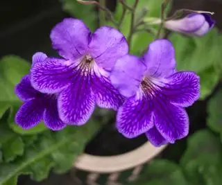 plante d'onagre pourpre